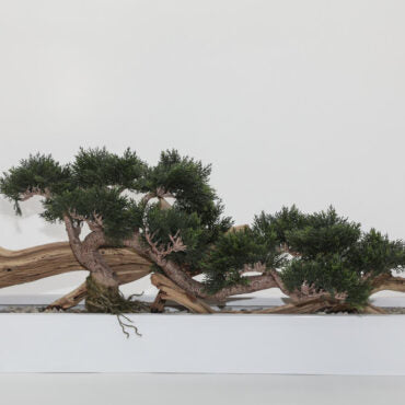 Bonsai Artificial Plant