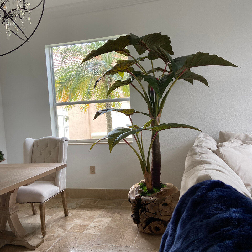 Alocasia Plant in Oversized Teak Bowl
