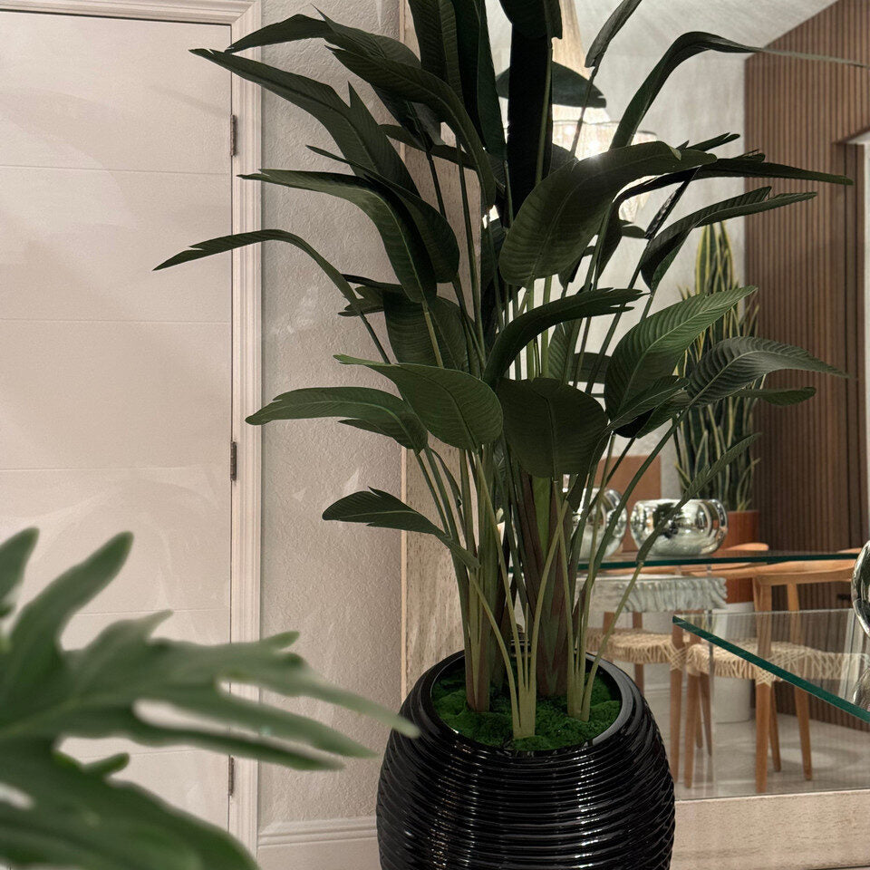 Bird of Paradise in Black Spiral Planter