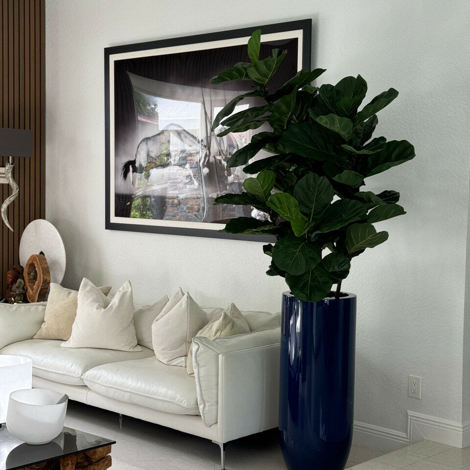 Glossy Cobalt Blue St. Tropez Planter with Fiddle Leaf Tree