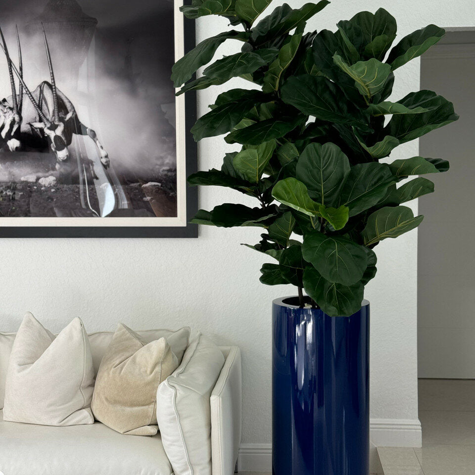 Glossy Cobalt Blue St. Tropez Planter with Fiddle Leaf Tree