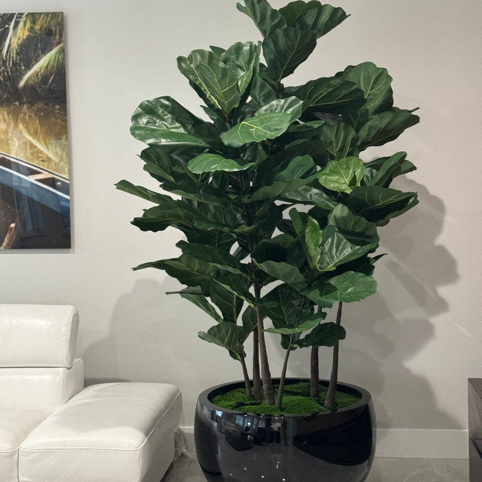 Fiddle Leaf Tree in Black Terragona Planter