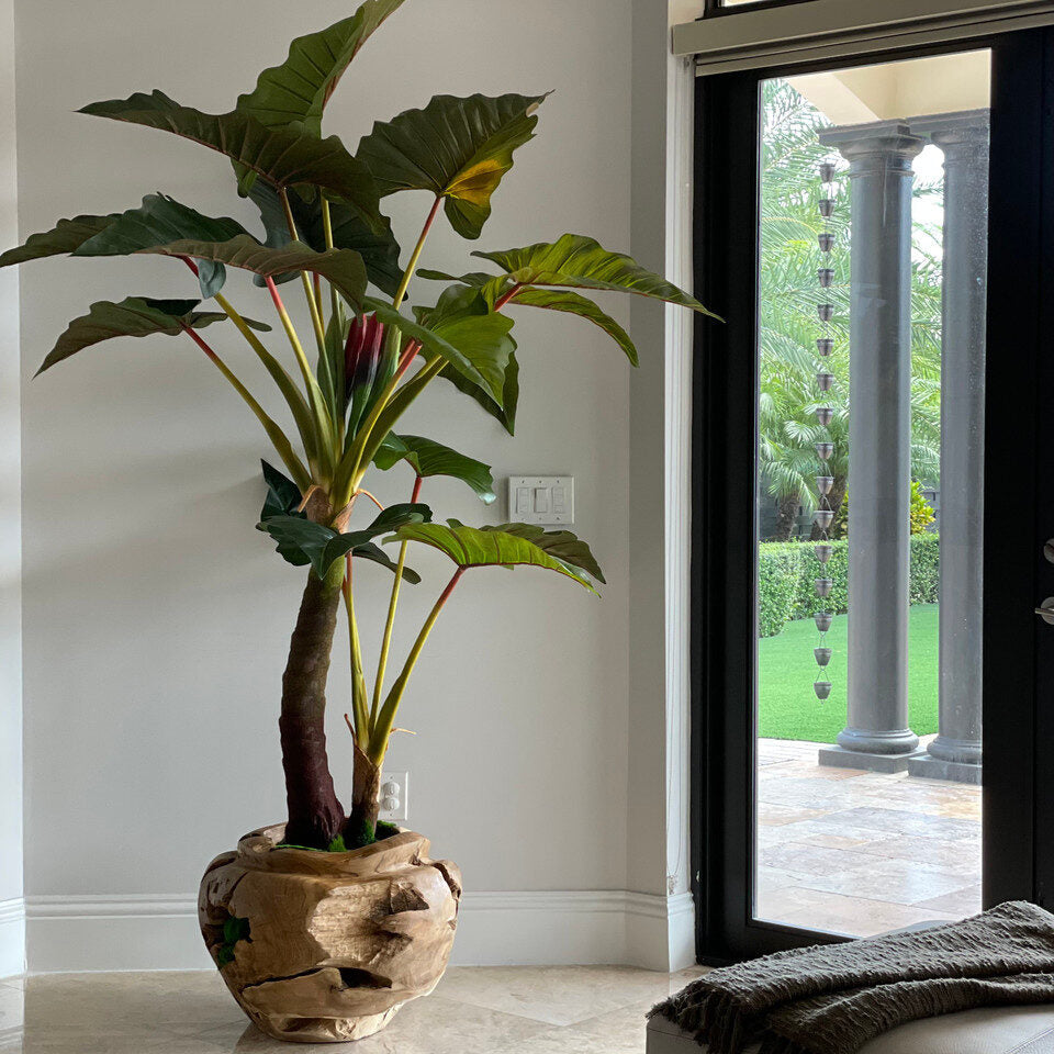 Alocasia Plant in Oversized Teak Bowl