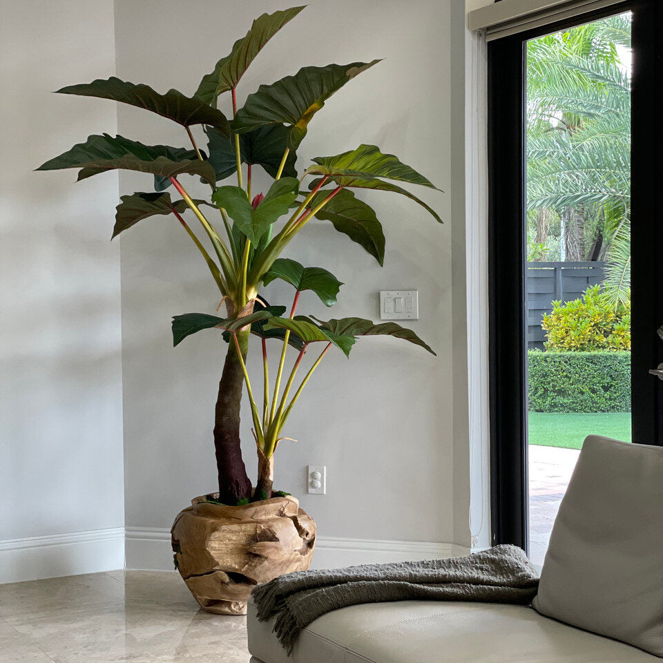 Alocasia Plant in Oversized Teak Bowl