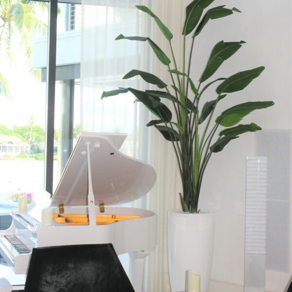 XL Dax Planter with 9 Ft Bird of Paradise