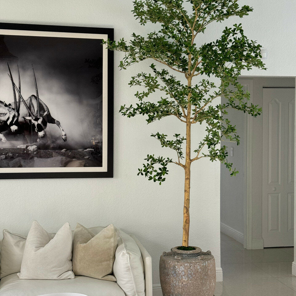 Shady Lady Tree in Parthenon Planter