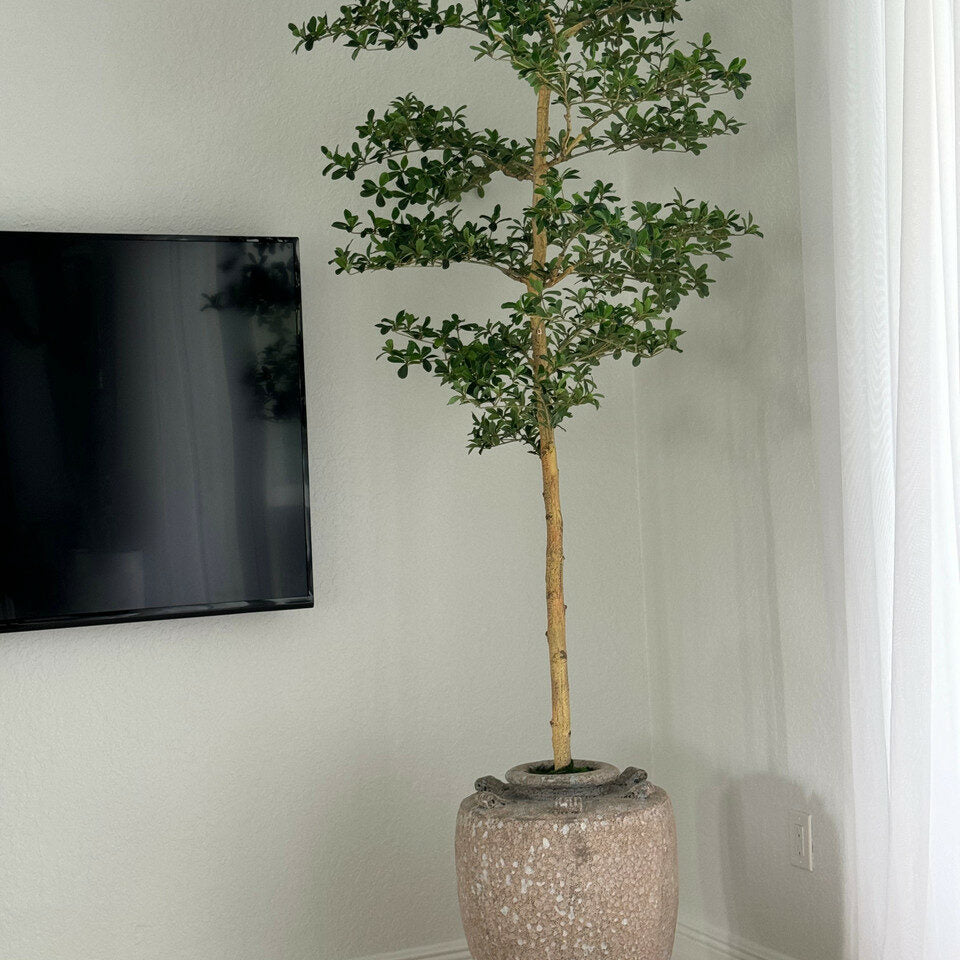 Shady Lady Tree in Parthenon Planter