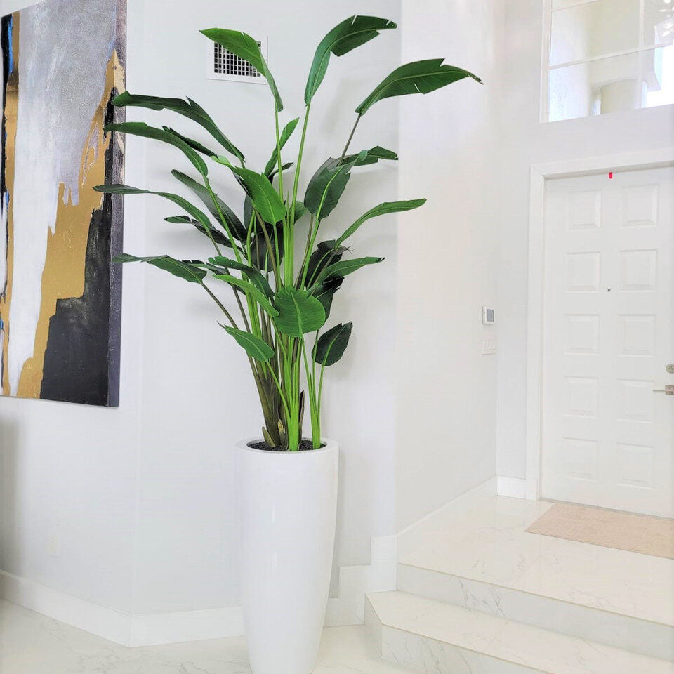 Large Dax Planter in Glossy White with 9 Ft Bird of Paradise