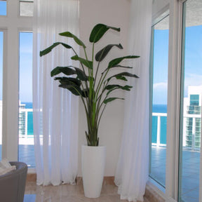 XL Dax Planter with 9 Ft Bird of Paradise