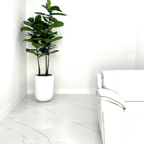 Dice L Glossy White Fibreglass Planter with Fiddle Leaf Tree