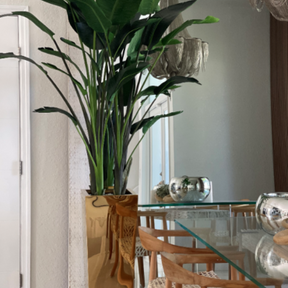 Bird of Paradise in Gold Cube Planter