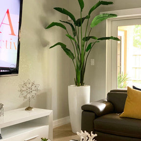 Dax L Planter with 7 Ft Bird of Paradise