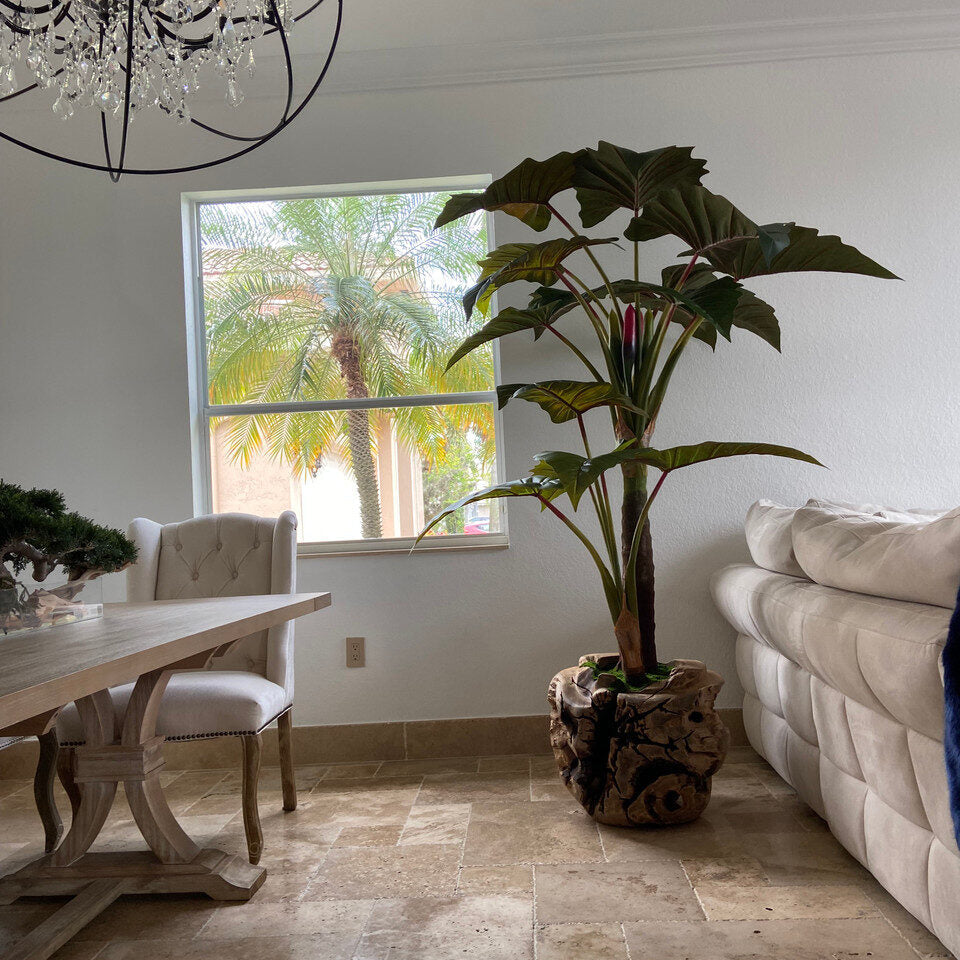 Alocasia Plant in Oversized Teak Bowl
