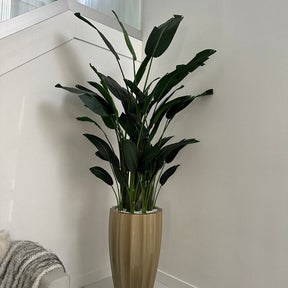 Birds of Paradise in San Jose Fluted Planter – Champagne