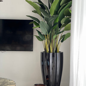Bird of Paradise in San Jose Fluted Planter – Glossy Black