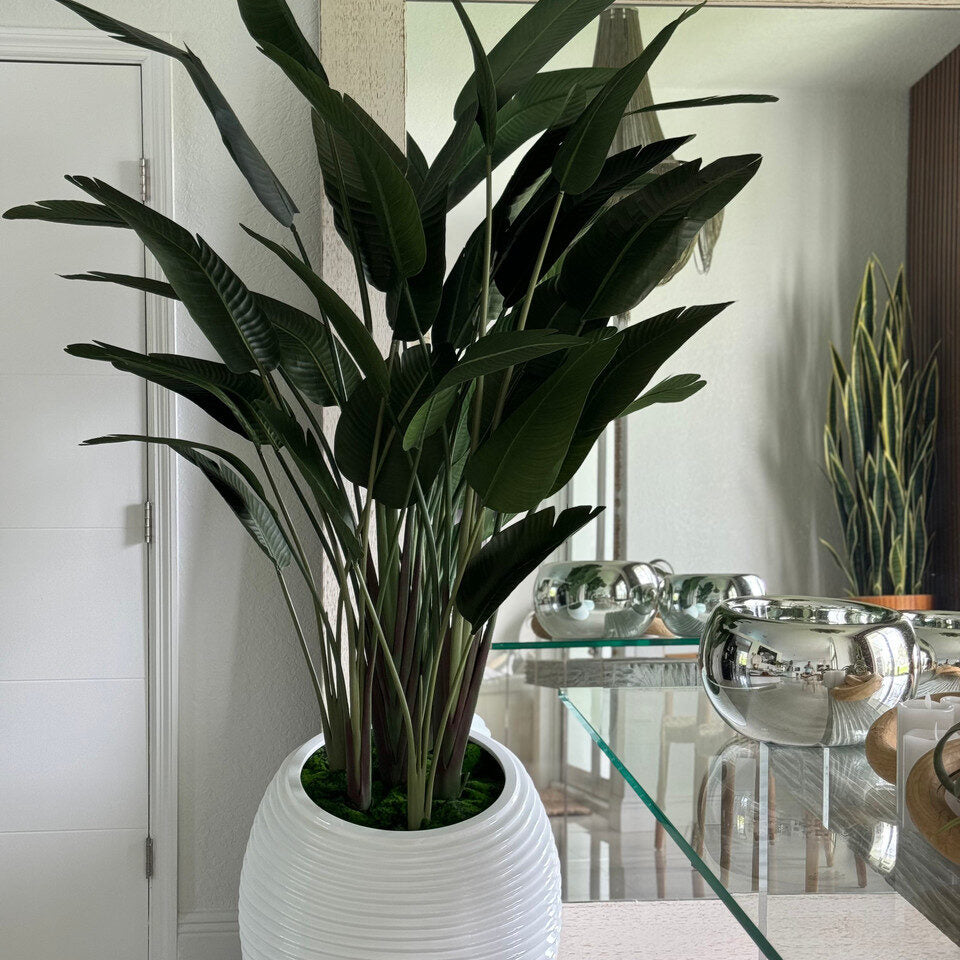 Bird of Paradise in White Spiral Planter