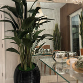 Bird of Paradise in Black Spiral Planter