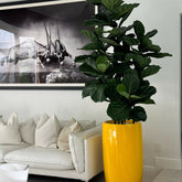 Glossy Yellow Lisbon Planter with Fiddle Leaf Tree