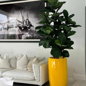 Glossy Yellow Lisbon Planter with Fiddle Leaf Tree