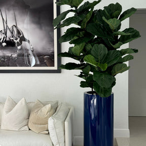 Glossy Cobalt Blue St. Tropez Planter with Fiddle Leaf Tree