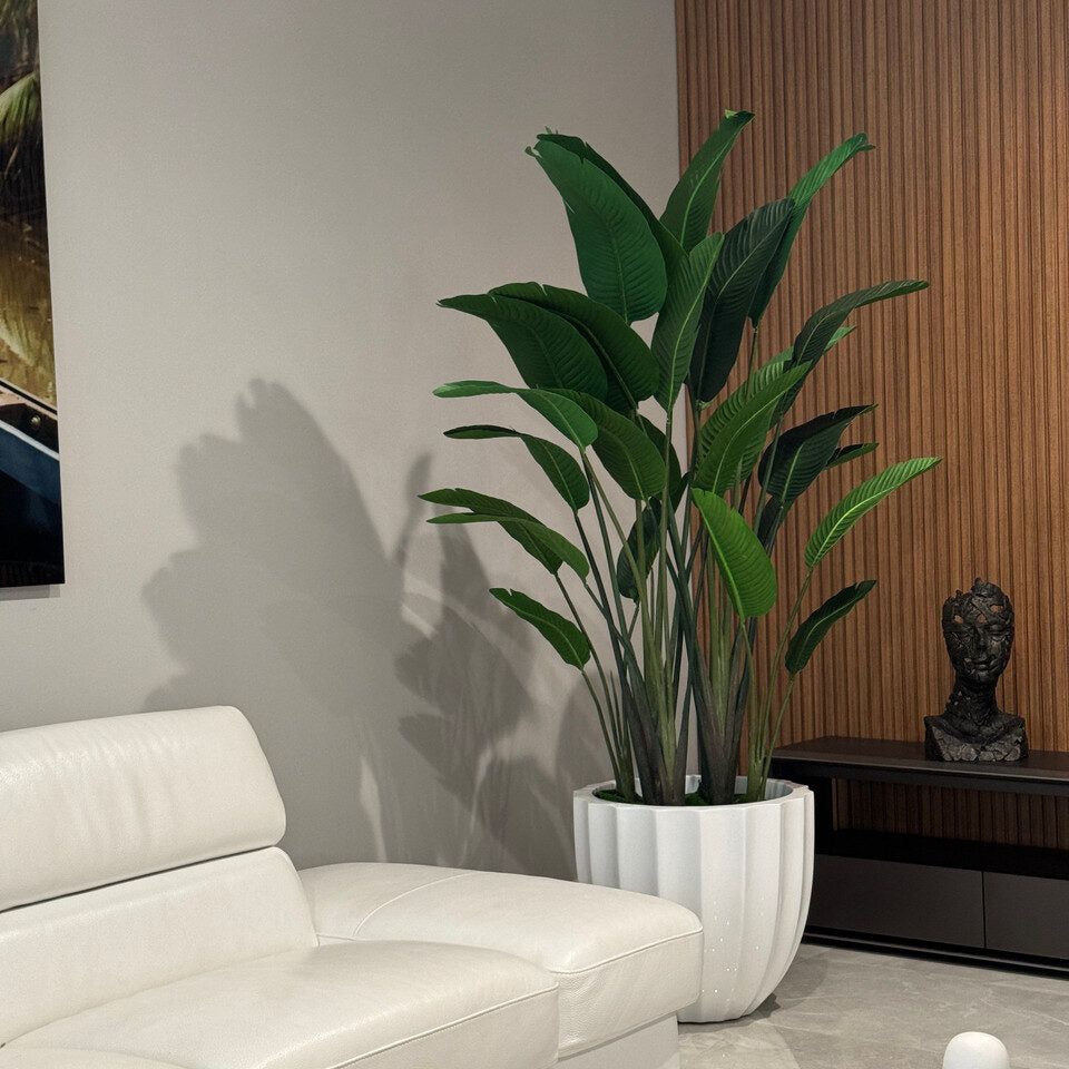 Bird of Paradise in Santa Barbara Planter