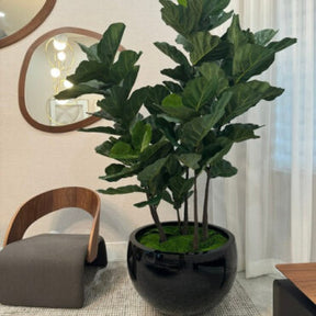 Fiddle Leaf Tree in Black Terragona Planter