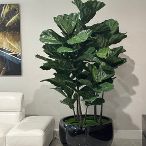 Fiddle Leaf Tree in Black Terragona Planter