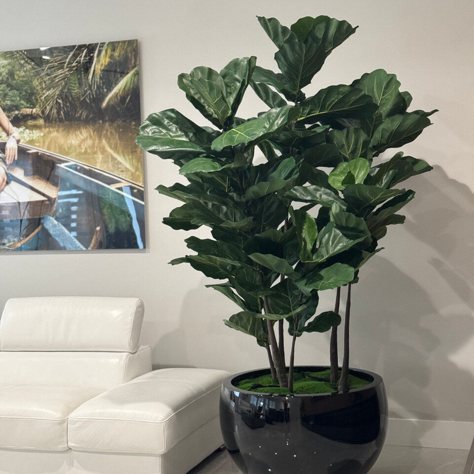 Fiddle Leaf Tree in Black Terragona Planter