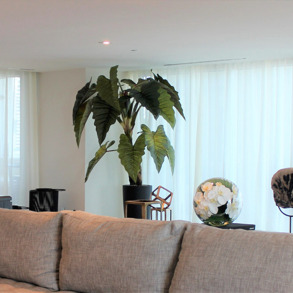 Ashton Planter in Black with Red Prince Alocasia