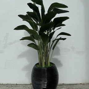 Bird of Paradise in Black Spiral Planter