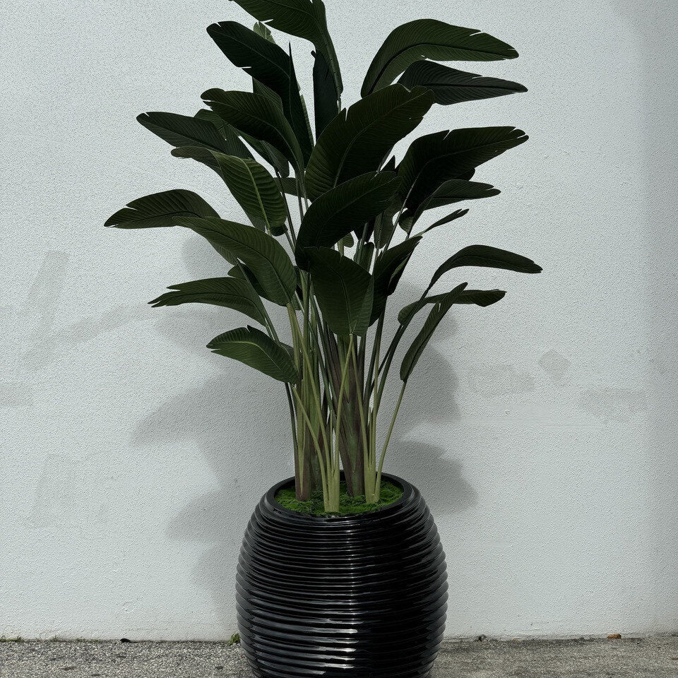 Bird of Paradise in Black Spiral Planter