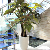 Red Prince Alocasia in Ben XL Glossy White Planter