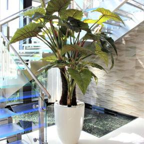 Red Prince Alocasia in Ben XL Glossy White Planter