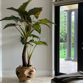 Alocasia Plant in Oversized Teak Bowl