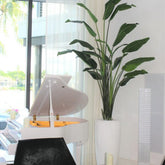 XL Dax Planter with 9 Ft Bird of Paradise