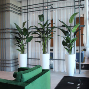 XL Dax Planter with 9 Ft Bird of Paradise