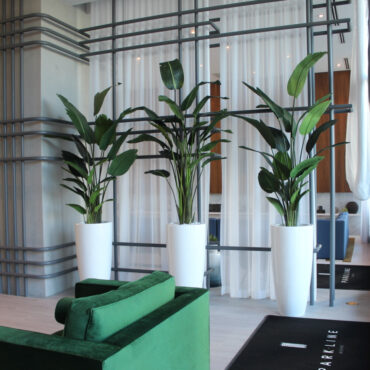 XL Dax Planter with 9 Ft Bird of Paradise