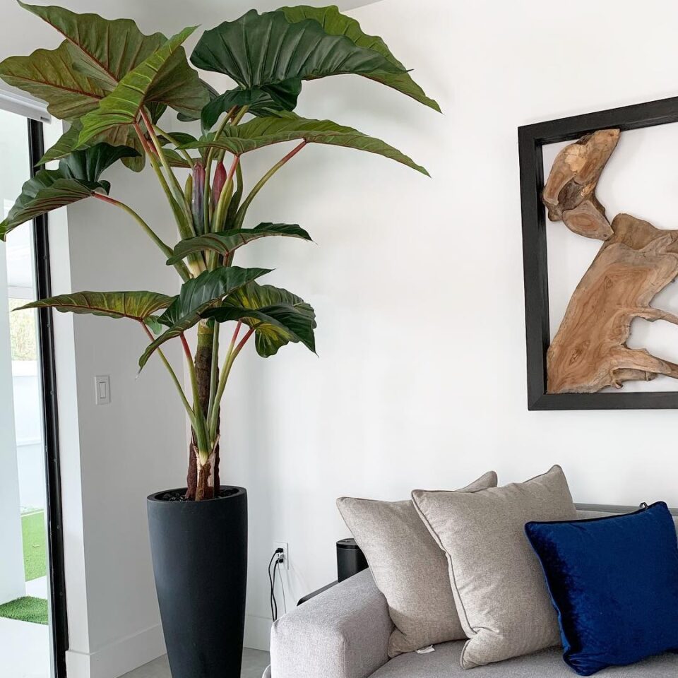 Ashton Planter in Black with Red Prince Alocasia