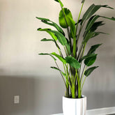 9 Ft Bird of Paradise in Alicante Planter in Glossy White