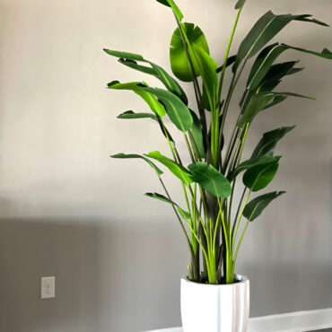 9 Ft Bird of Paradise in Alicante Planter in Glossy White