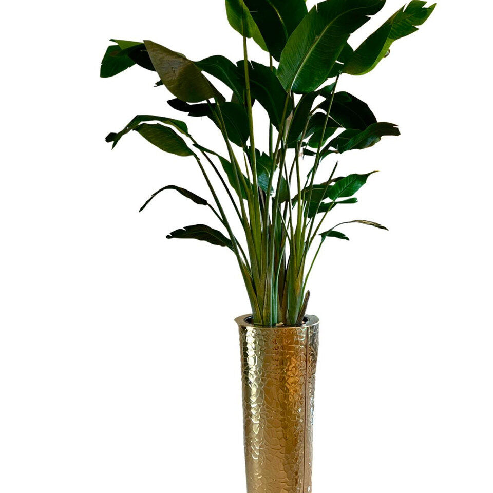 Bird of Paradise in Gold Hammered Planter