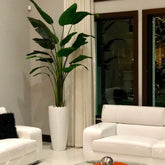 Large Dax Planter in Glossy White with 9 Ft Bird of Paradise