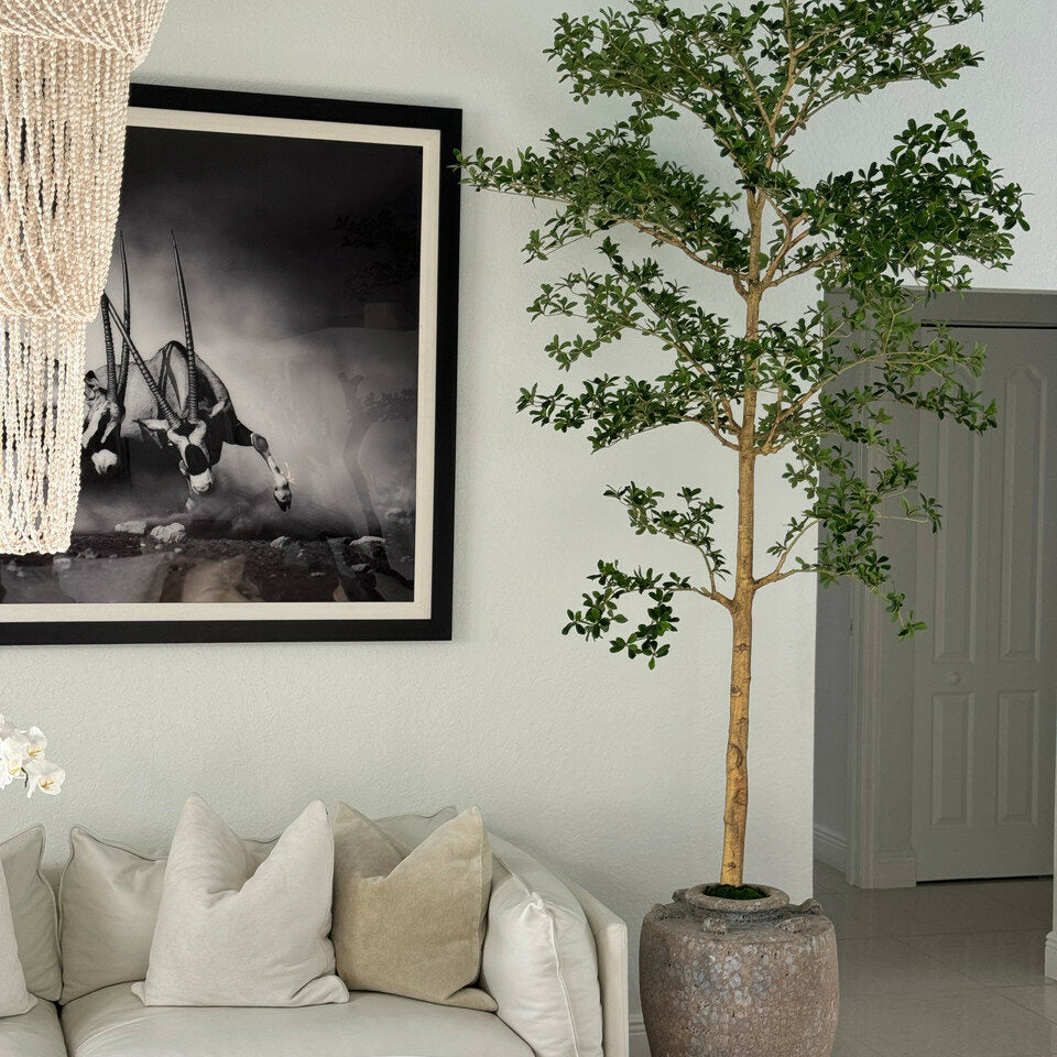 Shady Lady Tree in Parthenon Planter