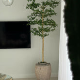 Shady Lady Tree in Parthenon Planter