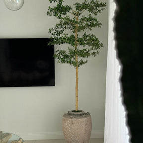 Shady Lady Tree in Parthenon Planter