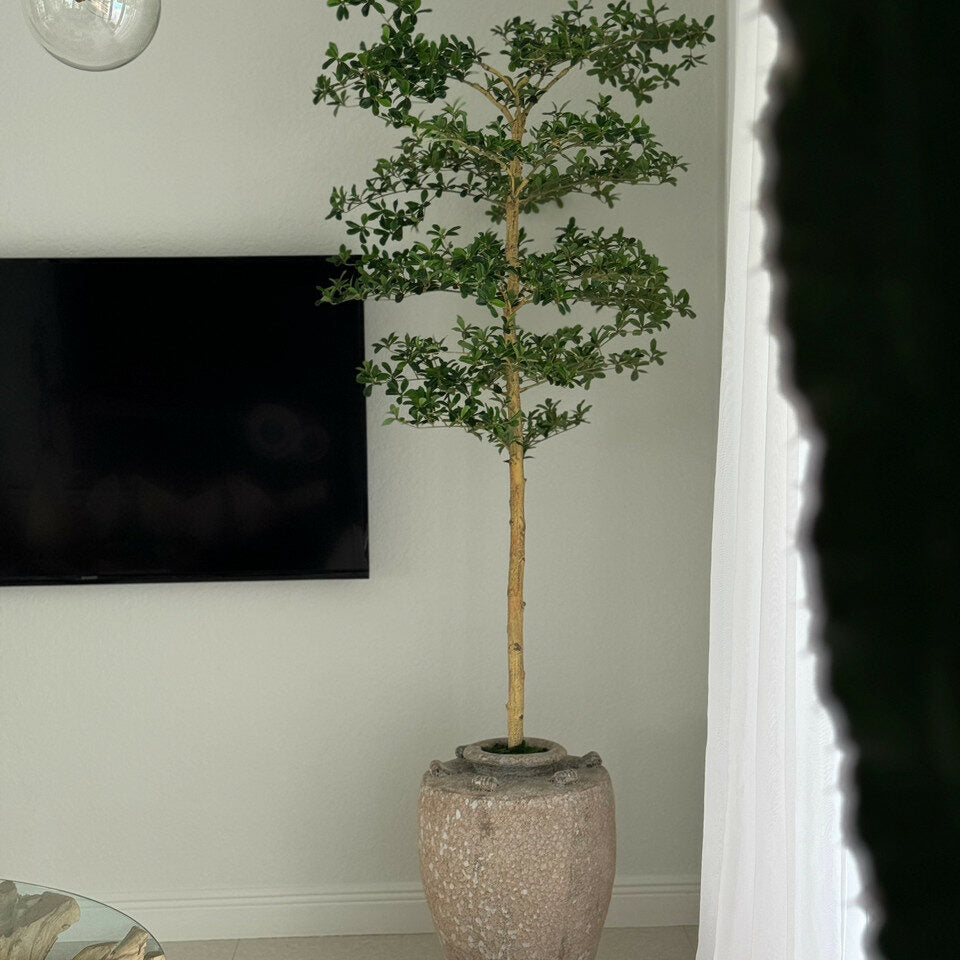 Shady Lady Tree in Parthenon Planter